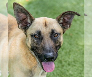 Mutt Dogs for adoption in Hilton Head, SC, USA