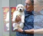 Small #3 Golden Retriever