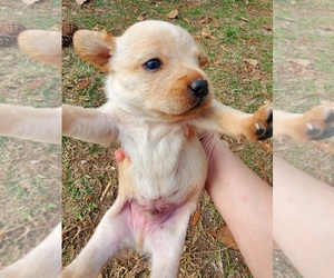 Chihuahua Puppy for sale in LYONS, GA, USA