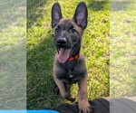 Small #12 Belgian Malinois