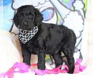 Goldendoodle Puppy for sale in FREDERICKSBG, OH, USA