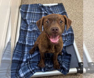 Labrador Retriever-Unknown Mix Dogs for adoption in Hilton Head, SC, USA