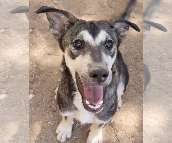 Medium Photo #2 Siberian Husky-Unknown Mix Puppy For Sale in Cedar Crest, NM, USA