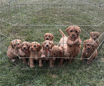 Small Cockapoo (Miniature)