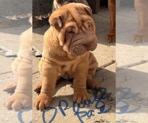 Chinese Shar-Pei Puppy for sale in SMYRNA, TN, USA