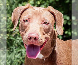 American Pit Bull Terrier-Unknown Mix Dogs for adoption in Albuquerque, NM, USA