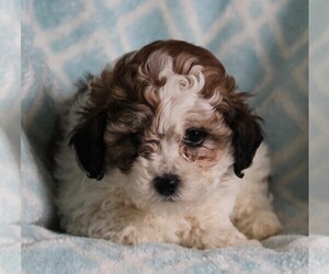 Poodle (Standard)-Shih Tzu Mix Puppy for sale in FREDERICKSBURG, OH, USA