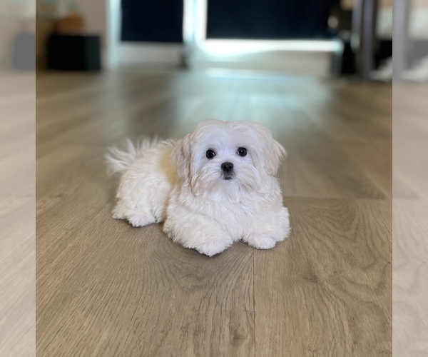 Medium Photo #6 Maltese Puppy For Sale in LOS ANGELES, CA, USA