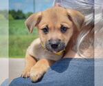 Small #5 American Staffordshire Terrier-Pomeranian Mix