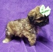 Small Photo #3 Lhasa Apso Puppy For Sale in BUFFALO, MO, USA