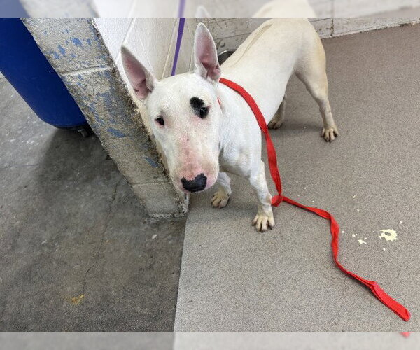 Medium Photo #1 Bull Terrier Puppy For Sale in San Bernardino, CA, USA