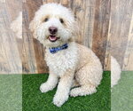 Small Poodle (Miniature) Mix
