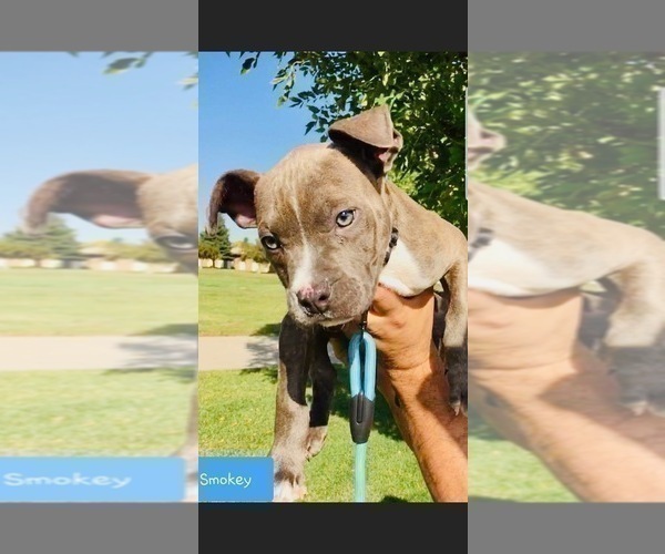 Medium Photo #8 American Pit Bull Terrier Puppy For Sale in ABERDEEN, SD, USA