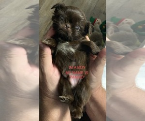 Shih Tzu Puppy for sale in GREENEVILLE, TN, USA