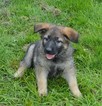 Small Photo #2 German Shepherd Dog Puppy For Sale in ALLIANCE, OH, USA