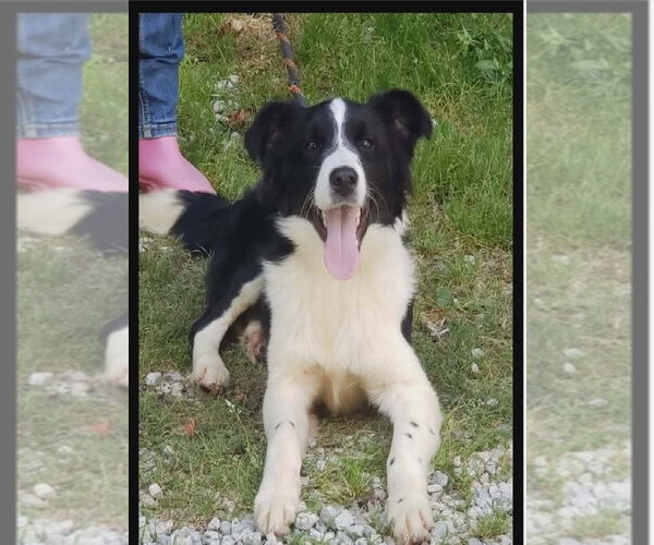 Medium Photo #2 Border Collie Puppy For Sale in Bloomingdale, NJ, USA