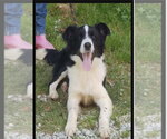 Small #1 Border Collie