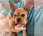 Small #23 French Bulldog