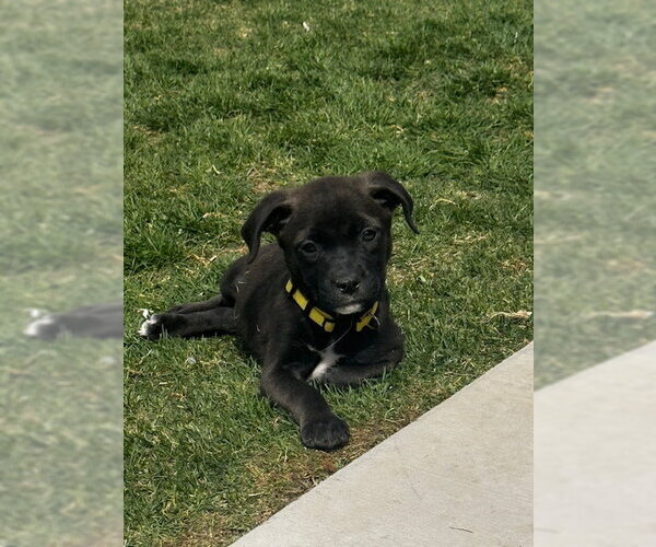 Medium Photo #3 Mutt Puppy For Sale in Sandy, UT, USA