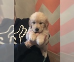 Small Photo #6 Golden Retriever Puppy For Sale in CARSON CITY, NV, USA