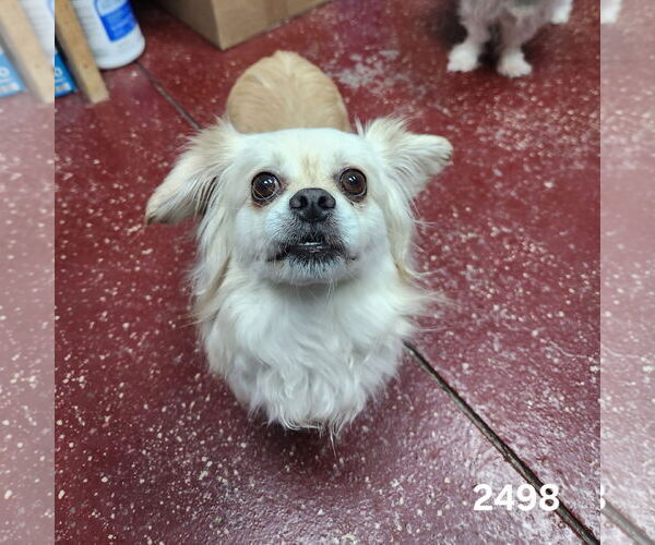 Medium Photo #7 Pekingese-Unknown Mix Puppy For Sale in Fargo, ND, USA