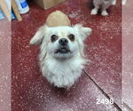 Small #6 Pekingese Mix