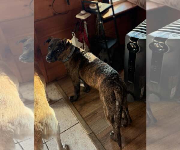 Medium Photo #3 Labrador Retriever-Plott Hound Mix Puppy For Sale in SHERBURNE, NY, USA