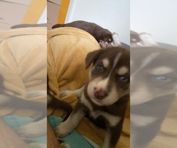 Medium Photo #6 Labrador Retriever-Siberian Husky Mix Puppy For Sale in MEM, TN, USA