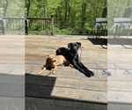 Small #21 Labrador Retriever
