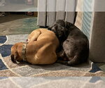 Small #10 Great Dane