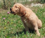 Puppy Bobby Golden Retriever