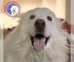 Small #13 Great Pyrenees