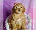 Puppy Bella Goldendoodle (Miniature)