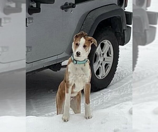 Medium Photo #18 Australian Shepherd-Unknown Mix Puppy For Sale in Germantown, OH, USA