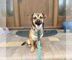 Small #1 Chihuahua Mix