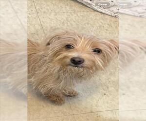 Mutt Dogs for adoption in Plano, TX, USA