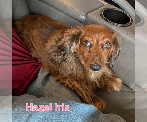 Medium Photo #5 Dachshund Puppy For Sale in San Antonio, TX, USA