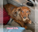 Small #4 Dachshund