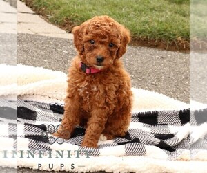 Goldendoodle (Miniature) Puppy for sale in EPHRATA, PA, USA