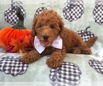 Small Photo #14 Cavapoo-Poodle (Miniature) Mix Puppy For Sale in LAKELAND, FL, USA