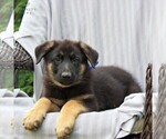 Small Photo #1 German Shepherd Dog Puppy For Sale in KINZERS, PA, USA