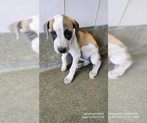 Boxer-Unknown Mix Dogs for adoption in San Antonio, TX, USA