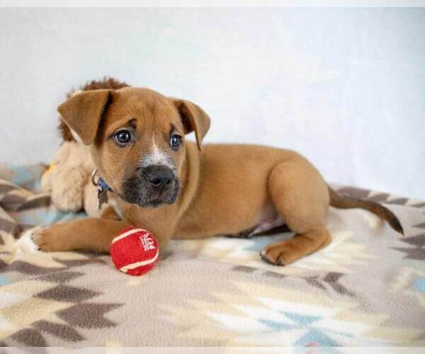 Medium Photo #4 Boxer-Unknown Mix Puppy For Sale in Kennesaw, GA, USA