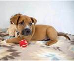 Small #3 Boxer Mix