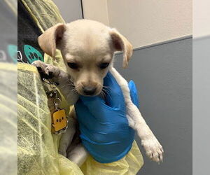 Mutt Dogs for adoption in Las Vegas, NV, USA