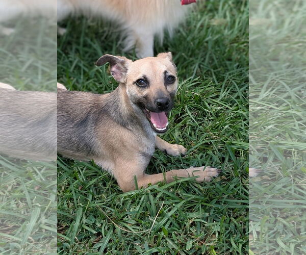 Medium Photo #4 Mutt Puppy For Sale in Oakhurst, NJ, USA