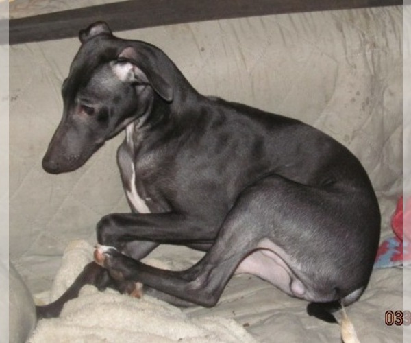 Medium Photo #1 Italian Greyhound Puppy For Sale in GRAHAM, WA, USA