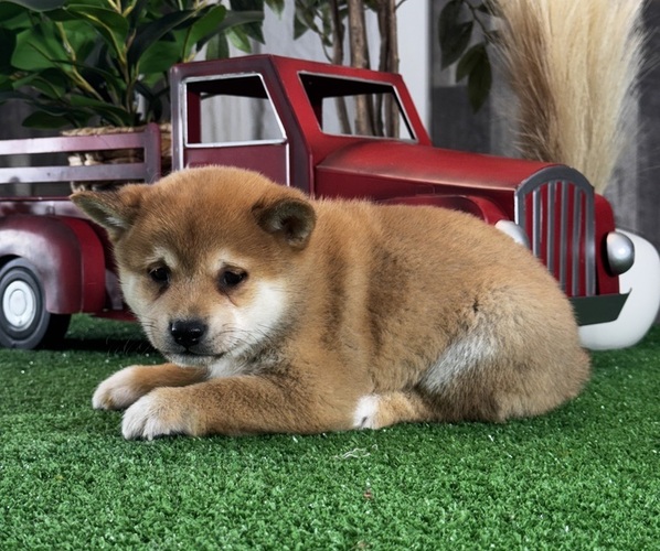 Medium Photo #2 Shiba Inu Puppy For Sale in CANOGA, NY, USA