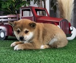 Small #1 Shiba Inu