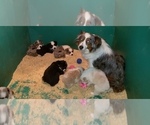 Small Photo #6 Australian Shepherd Puppy For Sale in DUVALL, WA, USA
